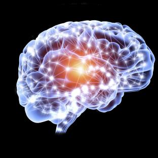 brain