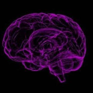 brain