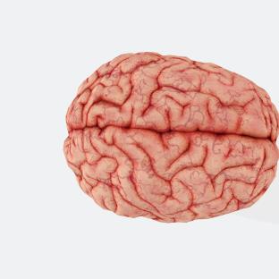 human brain