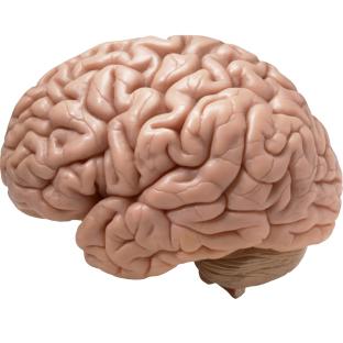 Human brain