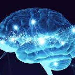 brain data